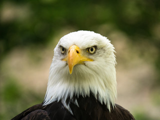 Pygargue à tête blanche