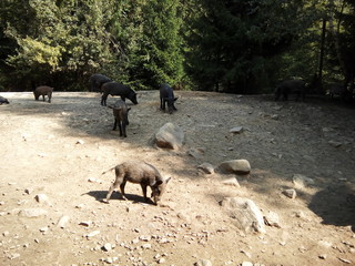 a wild boar family