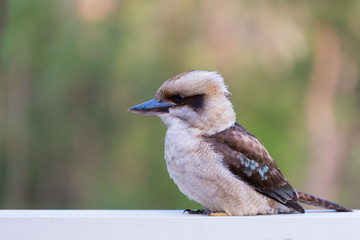 Australian Kookaburra perched on a hand rail