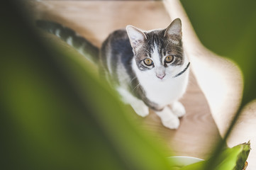Jeune chat tigré et blanc