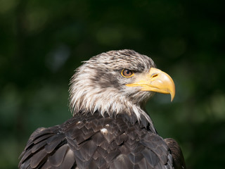 Pygargue à tête blanche