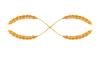 Curved wheat ear. 3d Realistic vector illustration. High detailed illustrated.