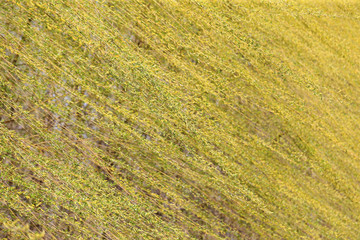 Green willow twigs, close-up shots