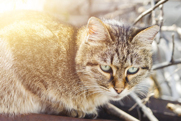 Domestic cat with green eyes sitting on a roof on sunny spring day with copy space for text