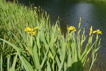 Sumpfschwertlilien am Teich.