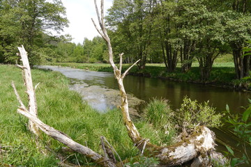 Knorrige abgestorbene Baumreste am Fluss (Pfreimd).