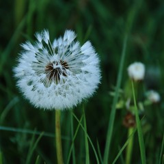 Pusteblume am Morgen