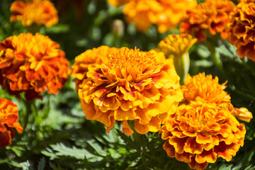 Marigold flowers garland background 