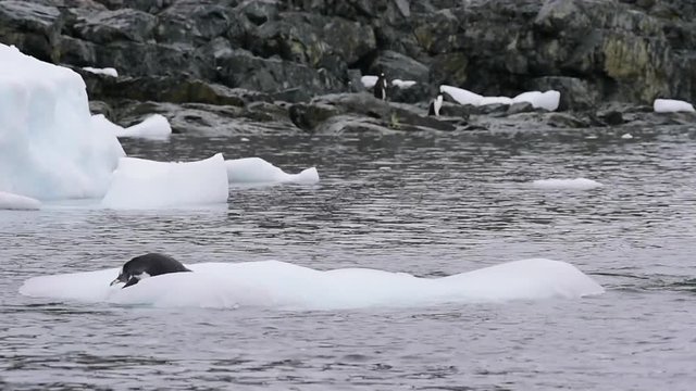 Gentoo Penguins on the ice
