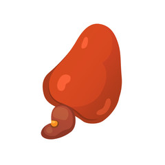 cashew nut vector illustration in cartoon style. Organic food.