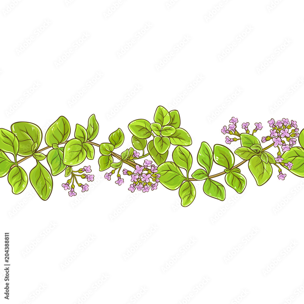 Wall mural oregano branch vector pattern