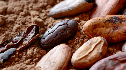 Cocoa beans on powder