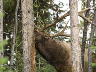 Elk Scratching Head 