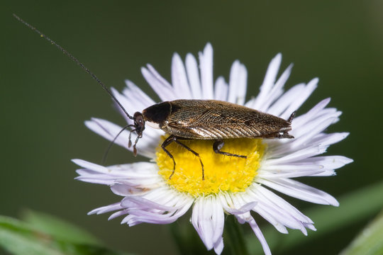 Macrofotografia di un insetto Ectobius