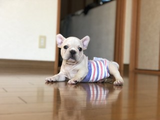 フレンチブルドック