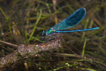Macrofotografia di un insetto Calopteryx splendens