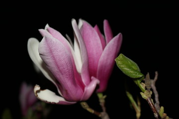 Fototapeta na wymiar Blooming magnolia. Spring. Night.