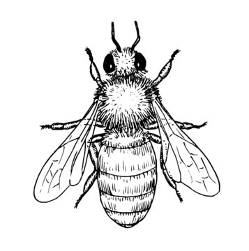 Drawing of honey bee - hand sketch of insect, black and white illustration