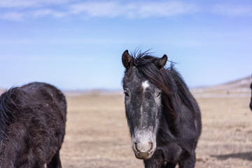 horse in grasslan