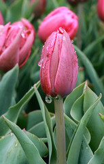 Fototapeta premium Rosa Tulpen im Regen