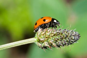 Macrofotografia di un insetto Coccinella septempunctata