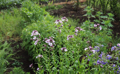 Night flowers violet spring gentle Matthiola longipetala background known as night-scented stock or evening stock. Flower especially grown for a beautiful evening and night scent. Nature concept.