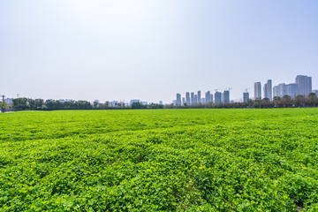 green lawn with modern office building