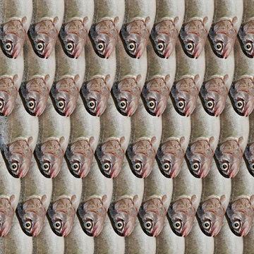 rainbow trout