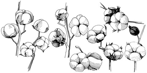 Wildflower cotton flower in a vector style isolated. Full name of the plant: cotton. Vector wildflower for background, texture, wrapper pattern, frame or border.