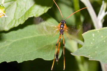 Macrofotografia di un insetto Therion circumflexum