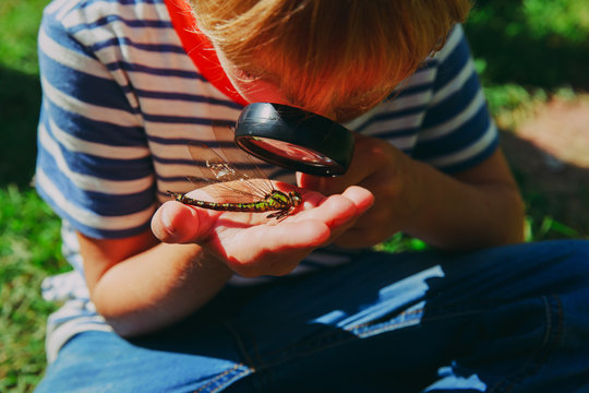kids learning - little boy exploring dragonfly with magnifying glass