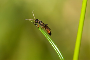 Macrofotografia di un insetto Ichneumon suspiciosus