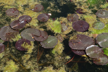 Pond with green marsh mud and frogs