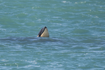 Fototapeta premium Orca baby, Patagonia Argentina