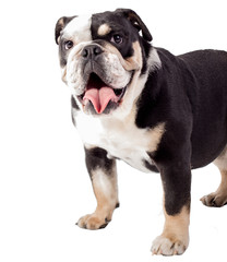 bulldog, bulldog on white background, funny bulldog