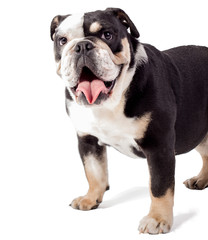 bulldog, bulldog on white background, funny bulldog
