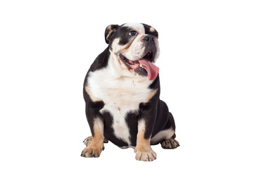 bulldog, bulldog on white background, funny bulldog