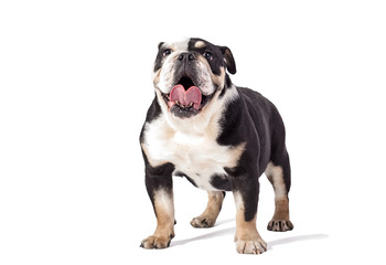 bulldog, bulldog on white background, funny bulldog