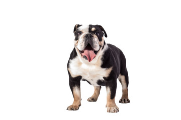 bulldog, bulldog on white background, funny bulldog