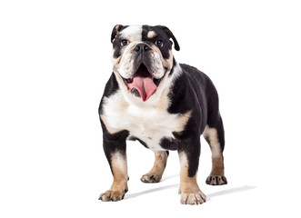 Obraz premium bulldog, bulldog on white background, funny bulldog