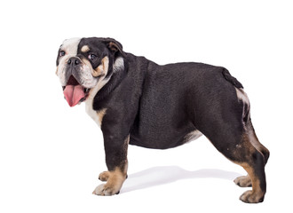 bulldog, bulldog on white background, funny bulldog