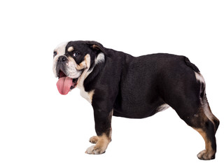 bulldog, bulldog on white background, funny bulldog
