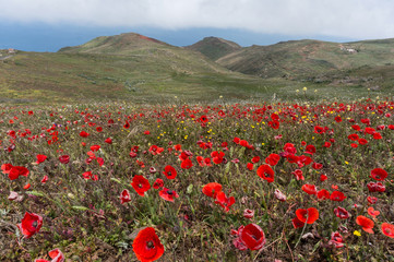 Poppies field and hilly background