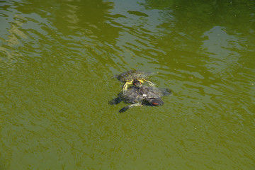 Side way view of a green turtle swimming in very murky waters in a pond