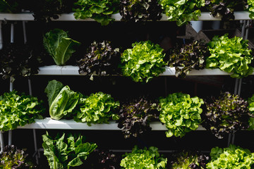 Organic vegetable on shelf in fresh market