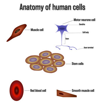 Anatomy of human cells isolated on white background as Health care and science concept. vector illustration.