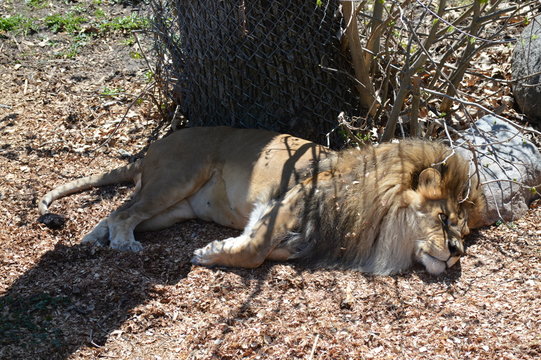 Male lion resting on the ground
