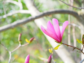 Obraz premium かわいいコブシの花