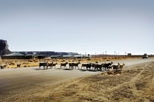 Herd of sheep crossing a highway in the country.