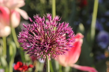 faszinierende Blüte